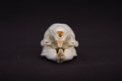 Fetal Nutria Skull