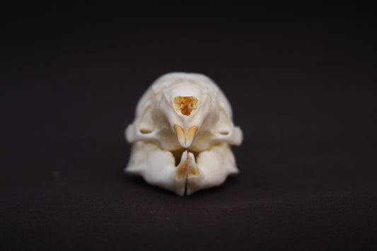 Fetal Nutria Skull