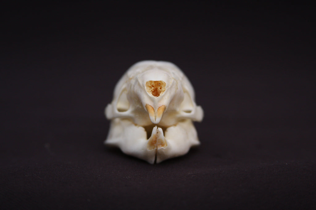 Fetal Nutria Skull