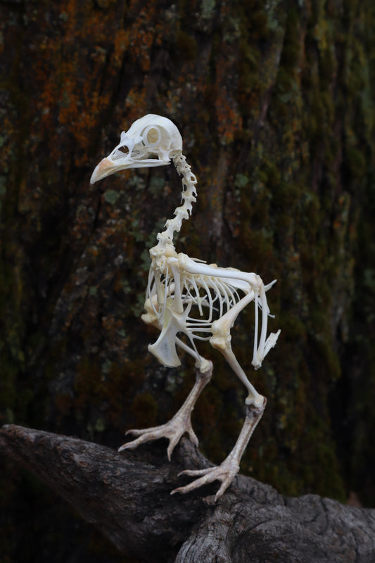 Articulated Sub-Adult Chicken Skeleton with Sclerotic Rings