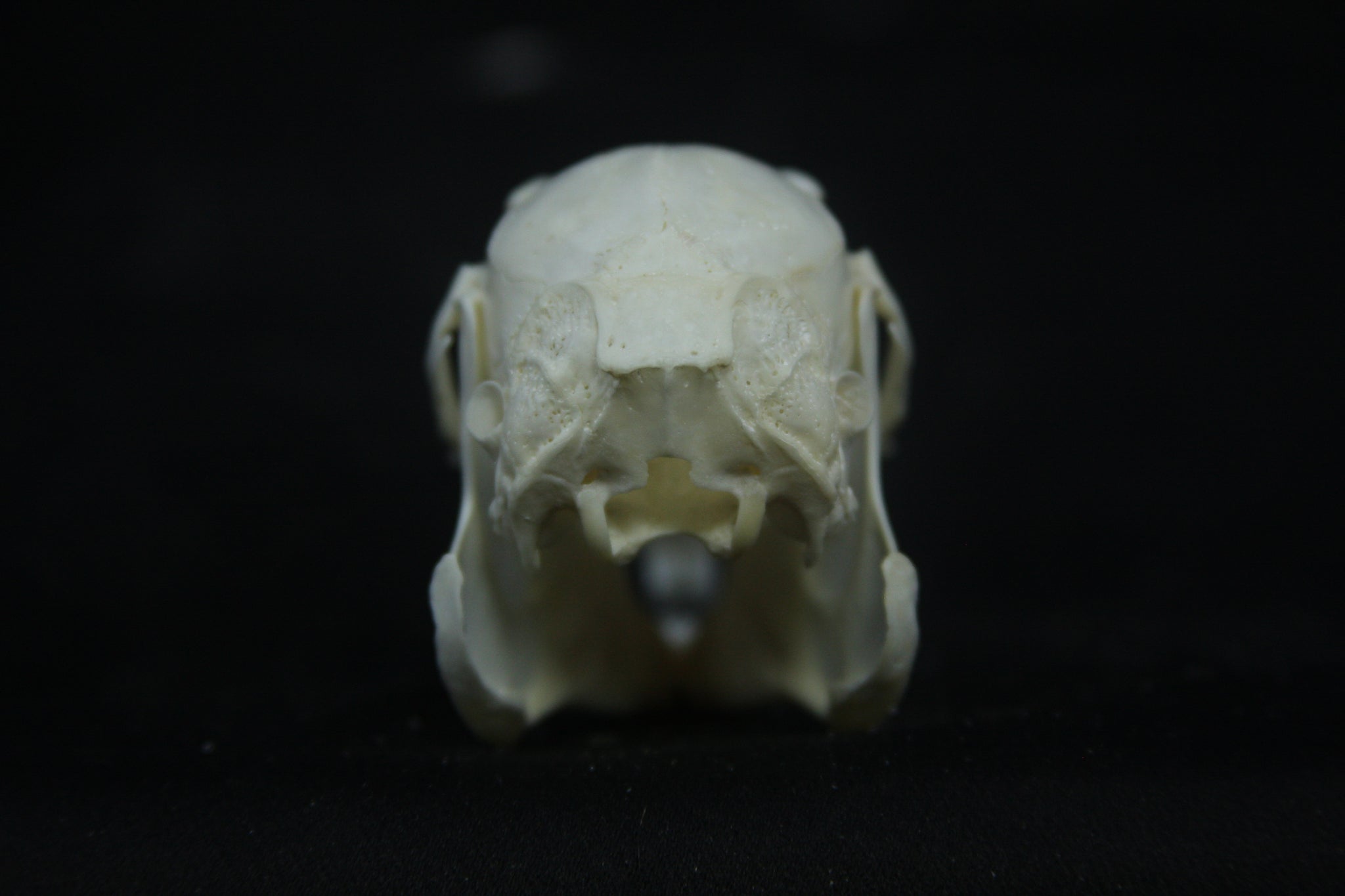 Cottontail Rabbit Skull