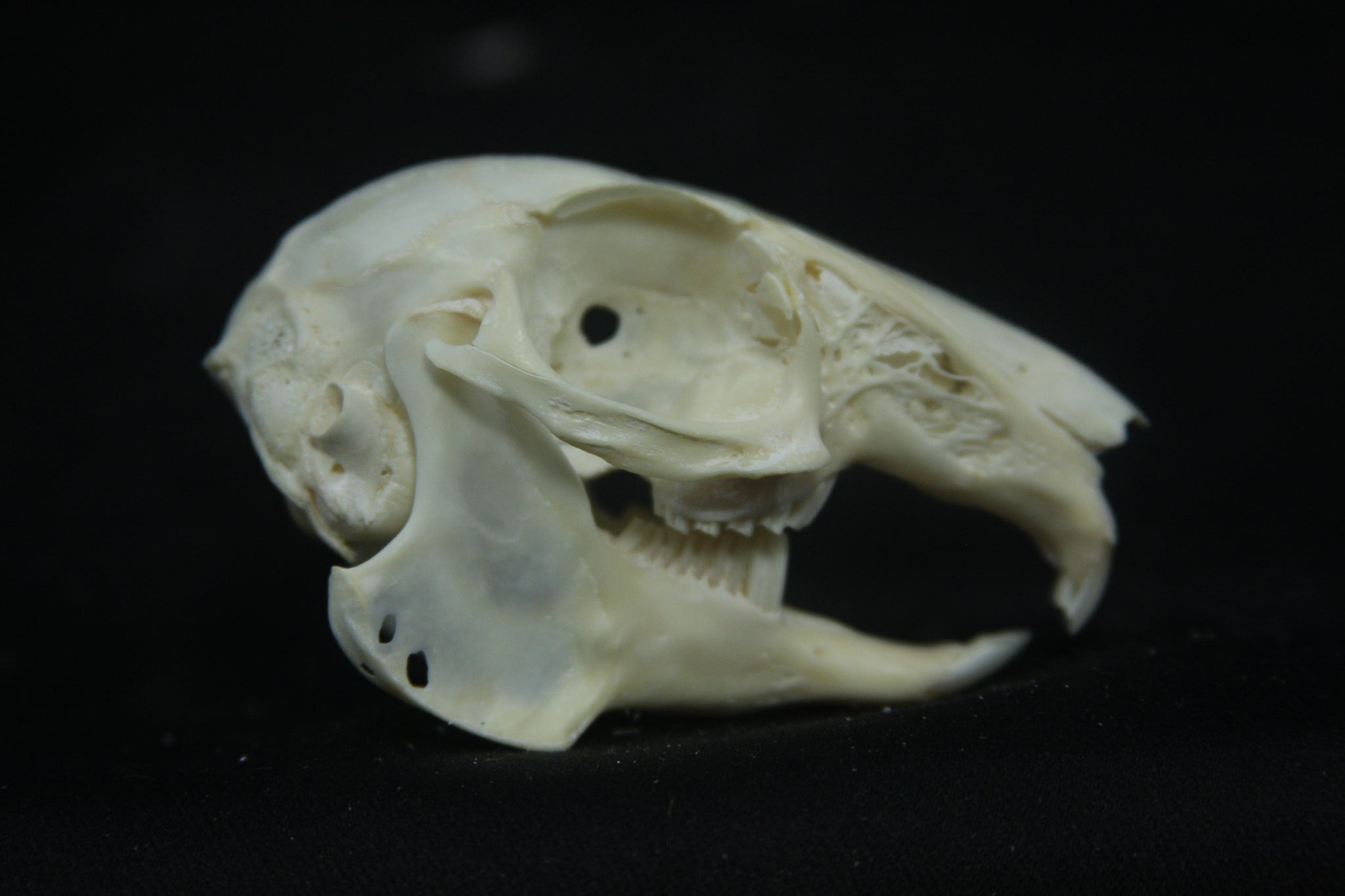 Cottontail Rabbit Skull