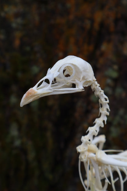 Articulated Sub-Adult Chicken Skeleton with Sclerotic Rings