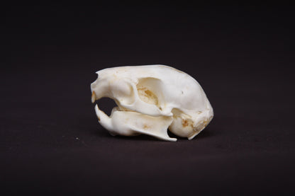 Fetal Nutria Skull