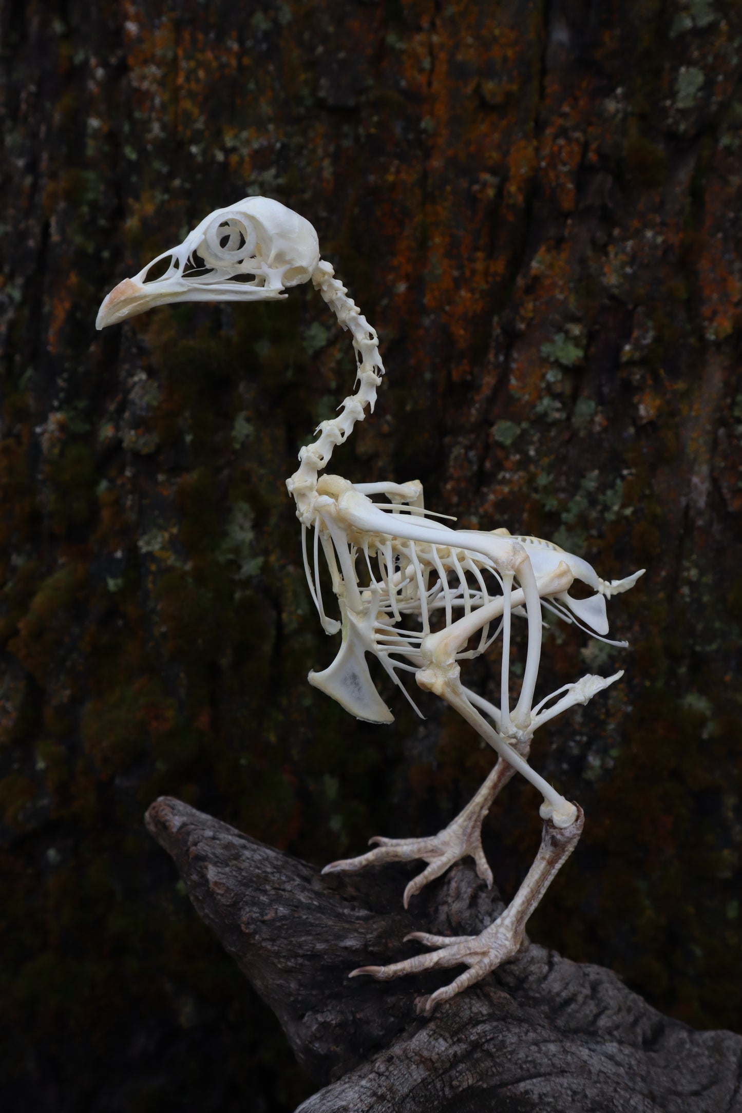 Articulated Sub-Adult Chicken Skeleton with Sclerotic Rings