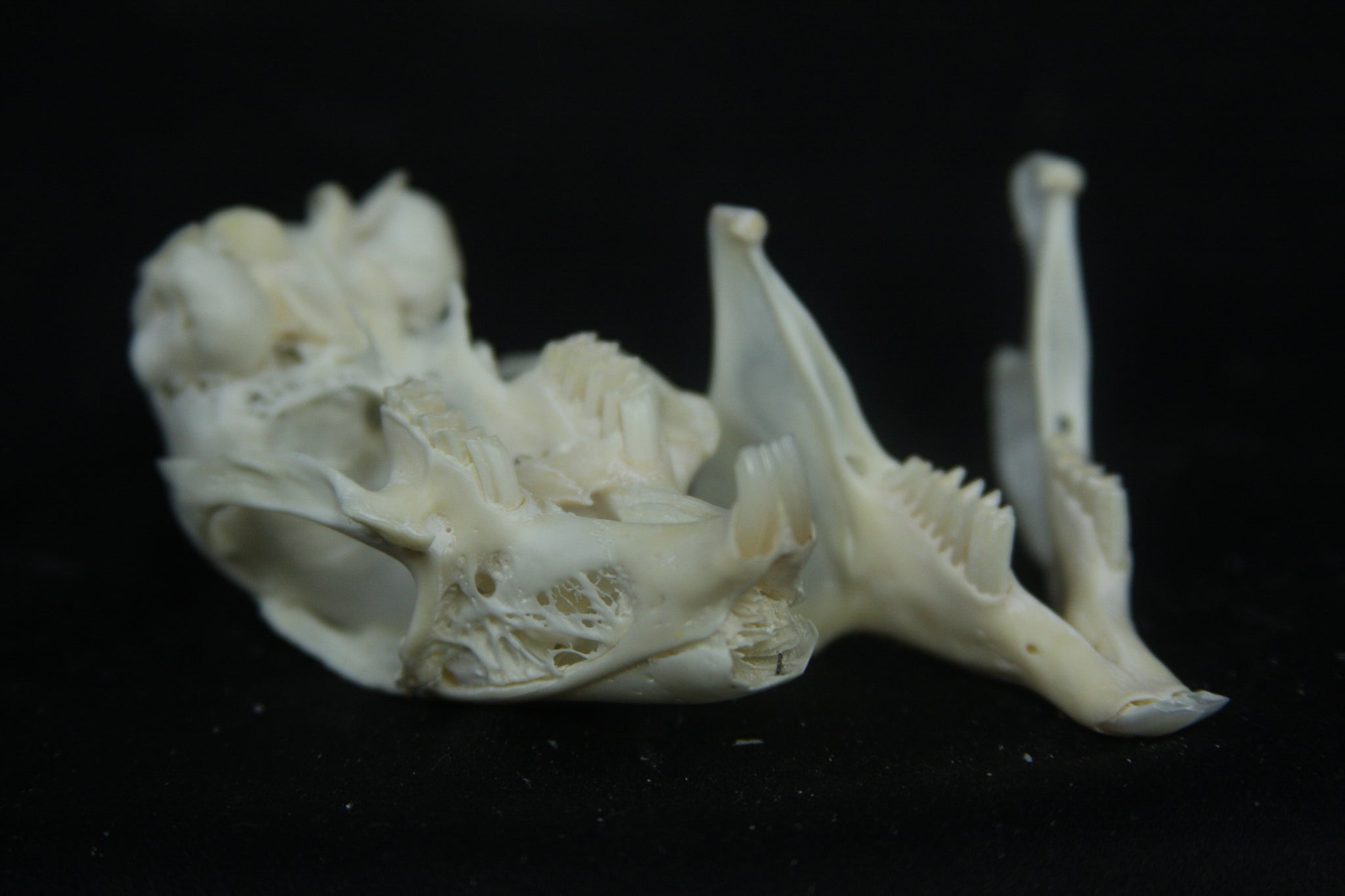 Cottontail Rabbit Skull