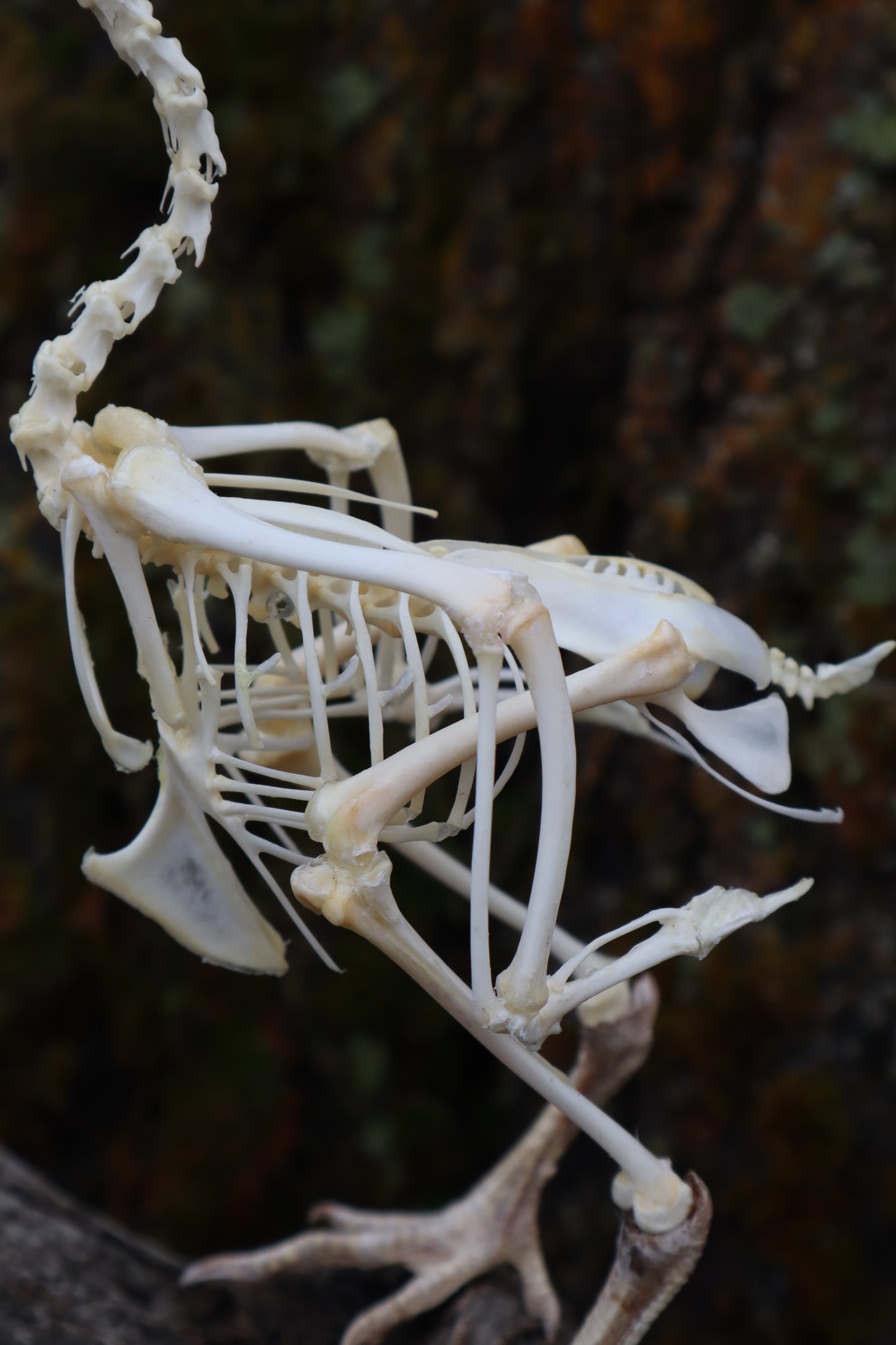 Articulated Sub-Adult Chicken Skeleton with Sclerotic Rings