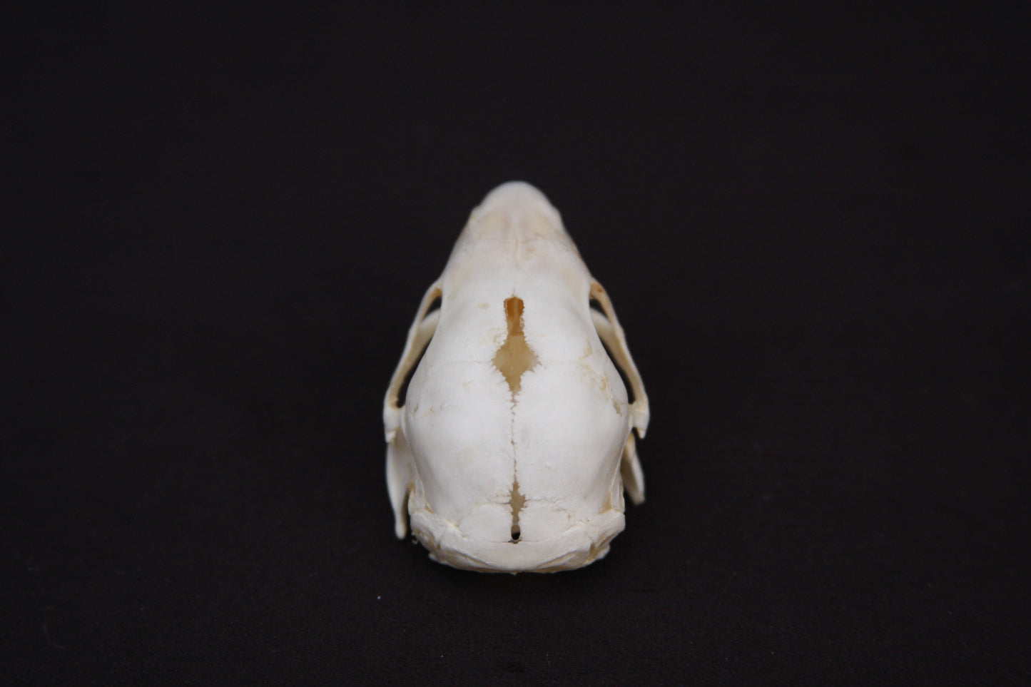 Fetal Nutria Skull
