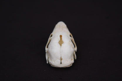 Fetal Nutria Skull