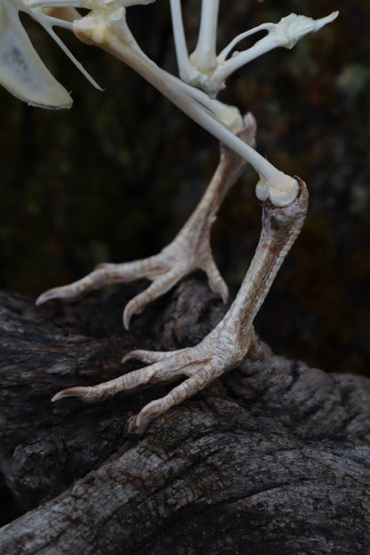 Articulated Sub-Adult Chicken Skeleton with Sclerotic Rings