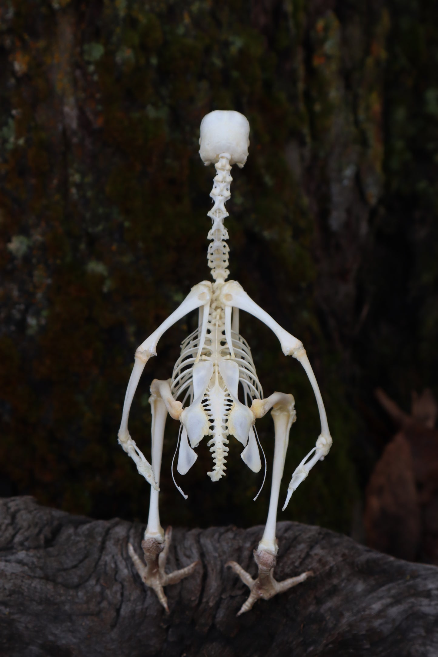 Articulated Sub-Adult Chicken Skeleton with Sclerotic Rings