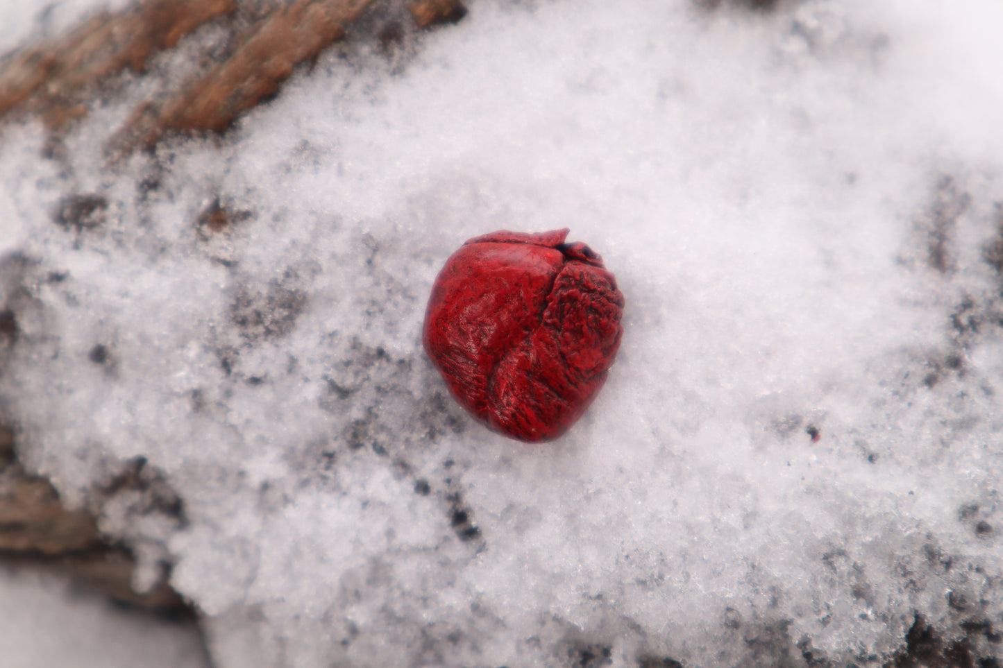 Dry Preserved Fetal Beaver Heart