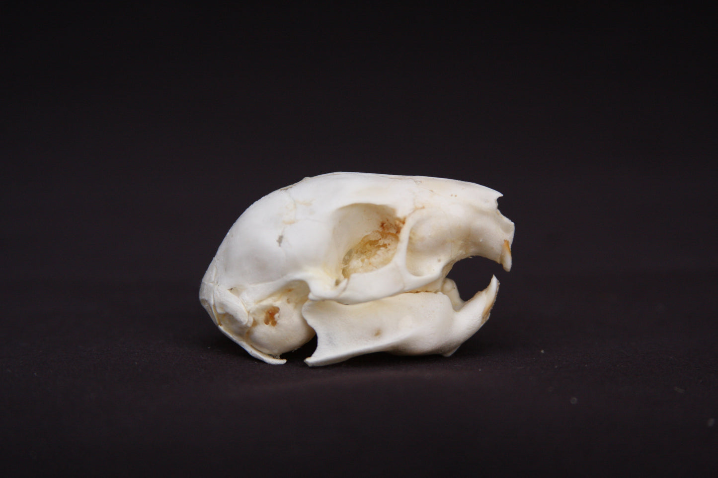 Fetal Nutria Skull