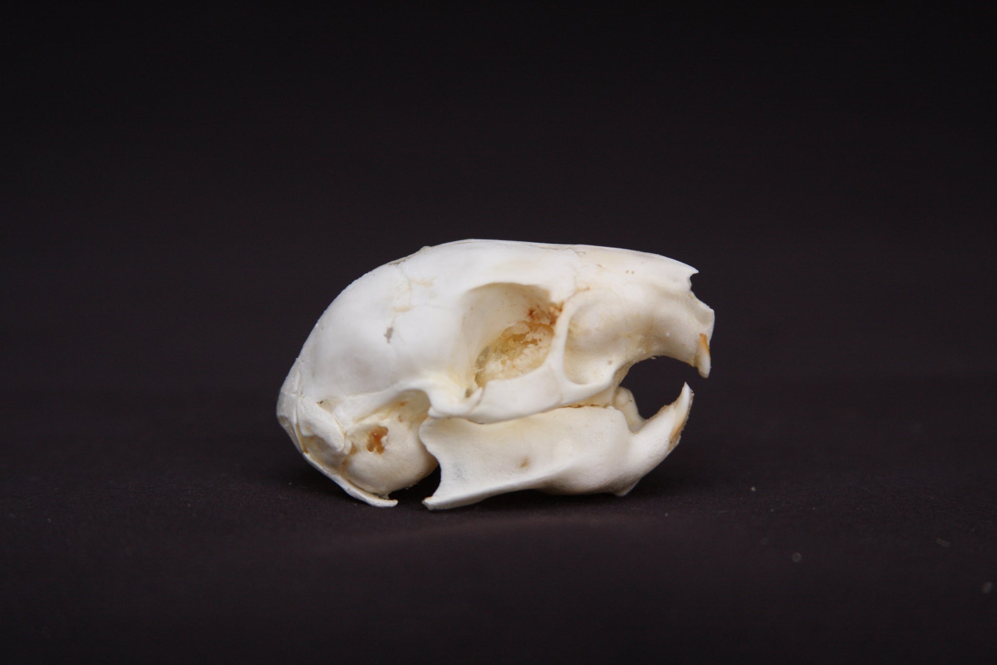 Fetal Nutria Skull