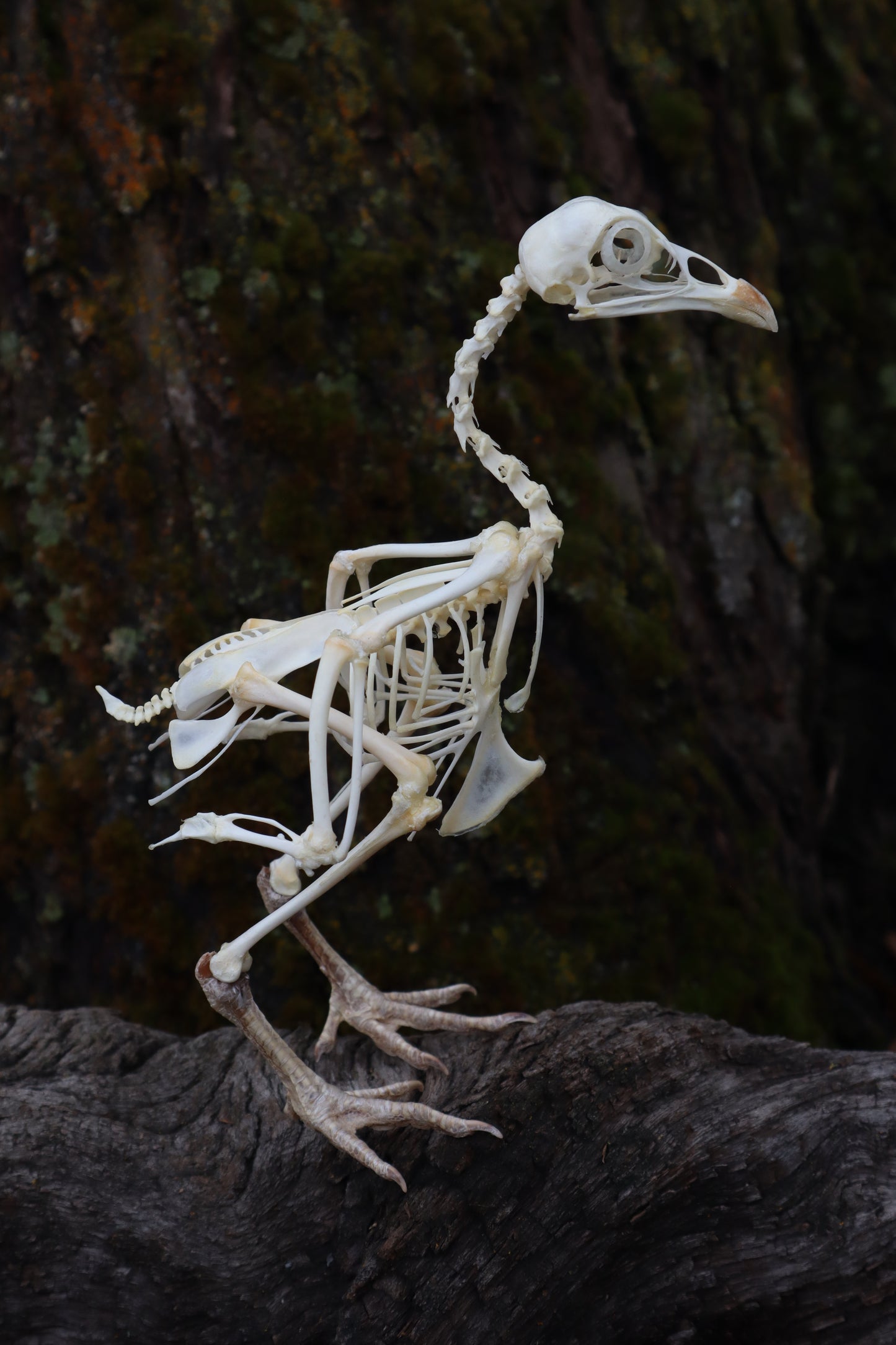 Articulated Sub-Adult Chicken Skeleton with Sclerotic Rings