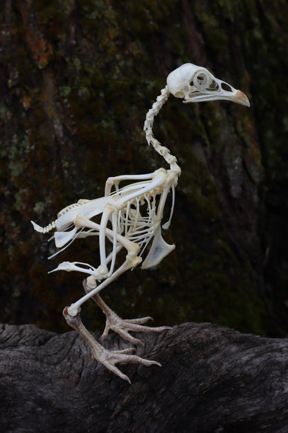 Articulated Sub-Adult Chicken Skeleton with Sclerotic Rings