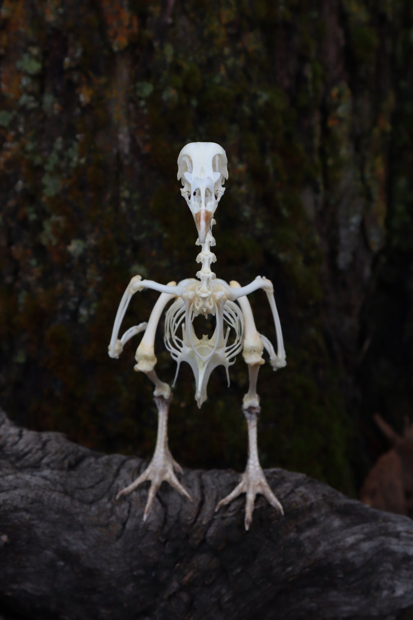Articulated Sub-Adult Chicken Skeleton with Sclerotic Rings