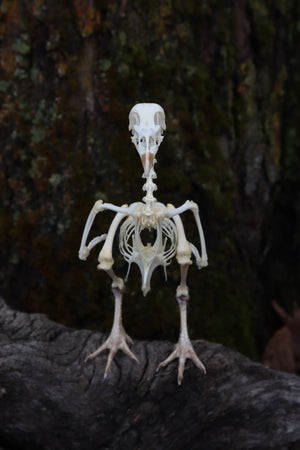 Articulated Sub-Adult Chicken Skeleton with Sclerotic Rings