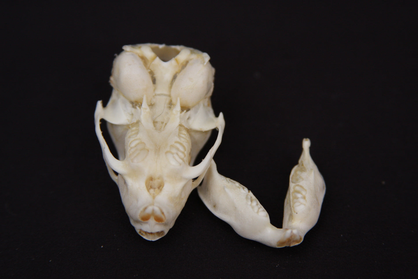 Fetal Nutria Skull