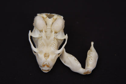 Fetal Nutria Skull