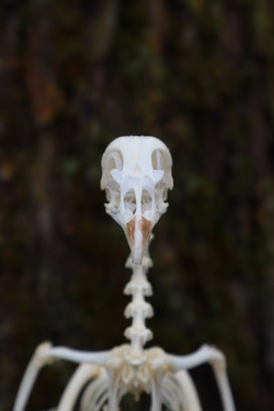 Articulated Sub-Adult Chicken Skeleton with Sclerotic Rings