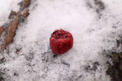 Dry Preserved Fetal Beaver Heart