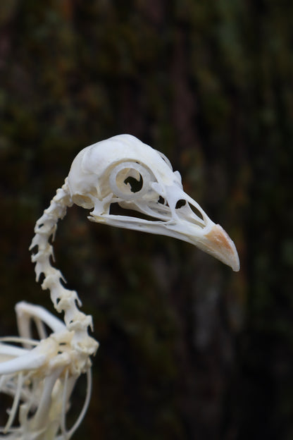 Articulated Sub-Adult Chicken Skeleton with Sclerotic Rings