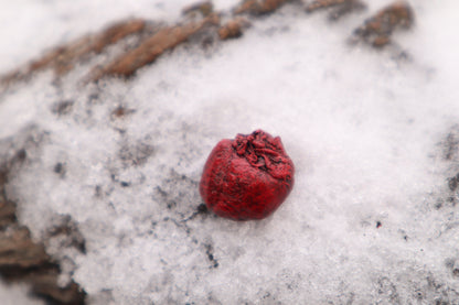 Dry Preserved Fetal Beaver Heart