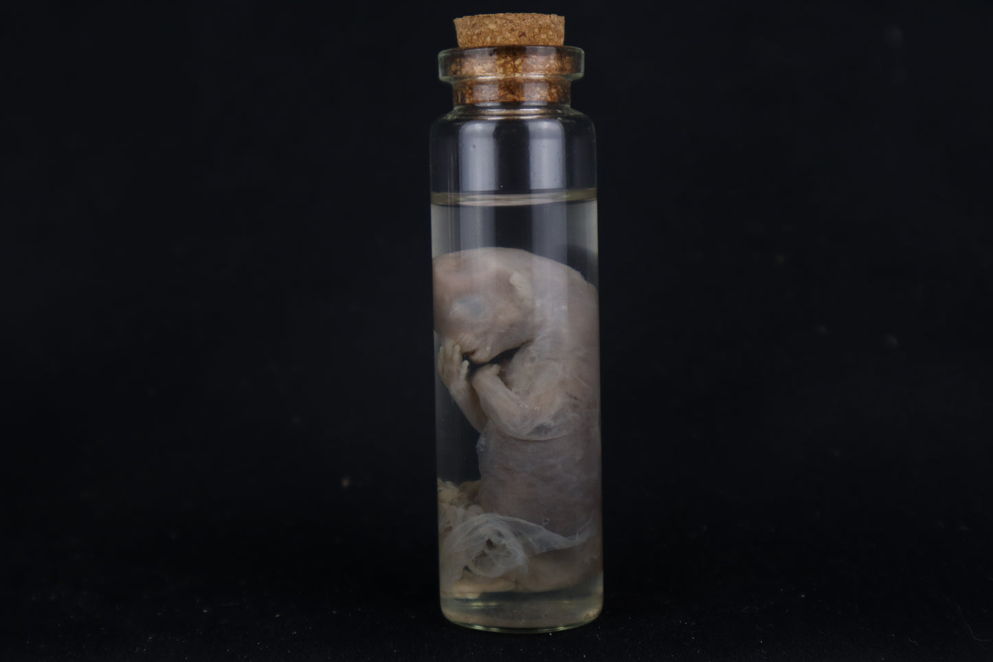 Fetal Bobcat Wet Specimen