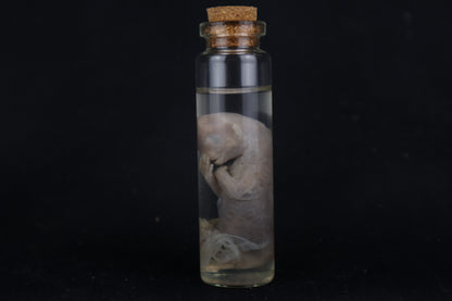 Fetal Bobcat Wet Specimen