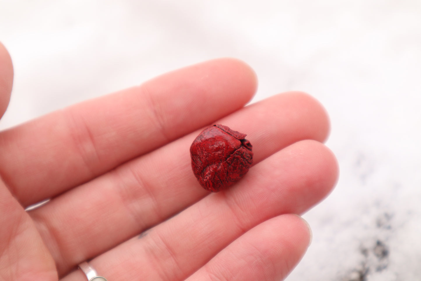 Dry Preserved Fetal Beaver Heart