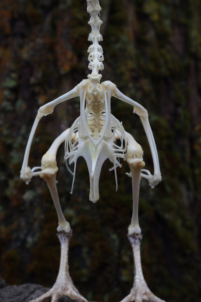Articulated Sub-Adult Chicken Skeleton with Sclerotic Rings