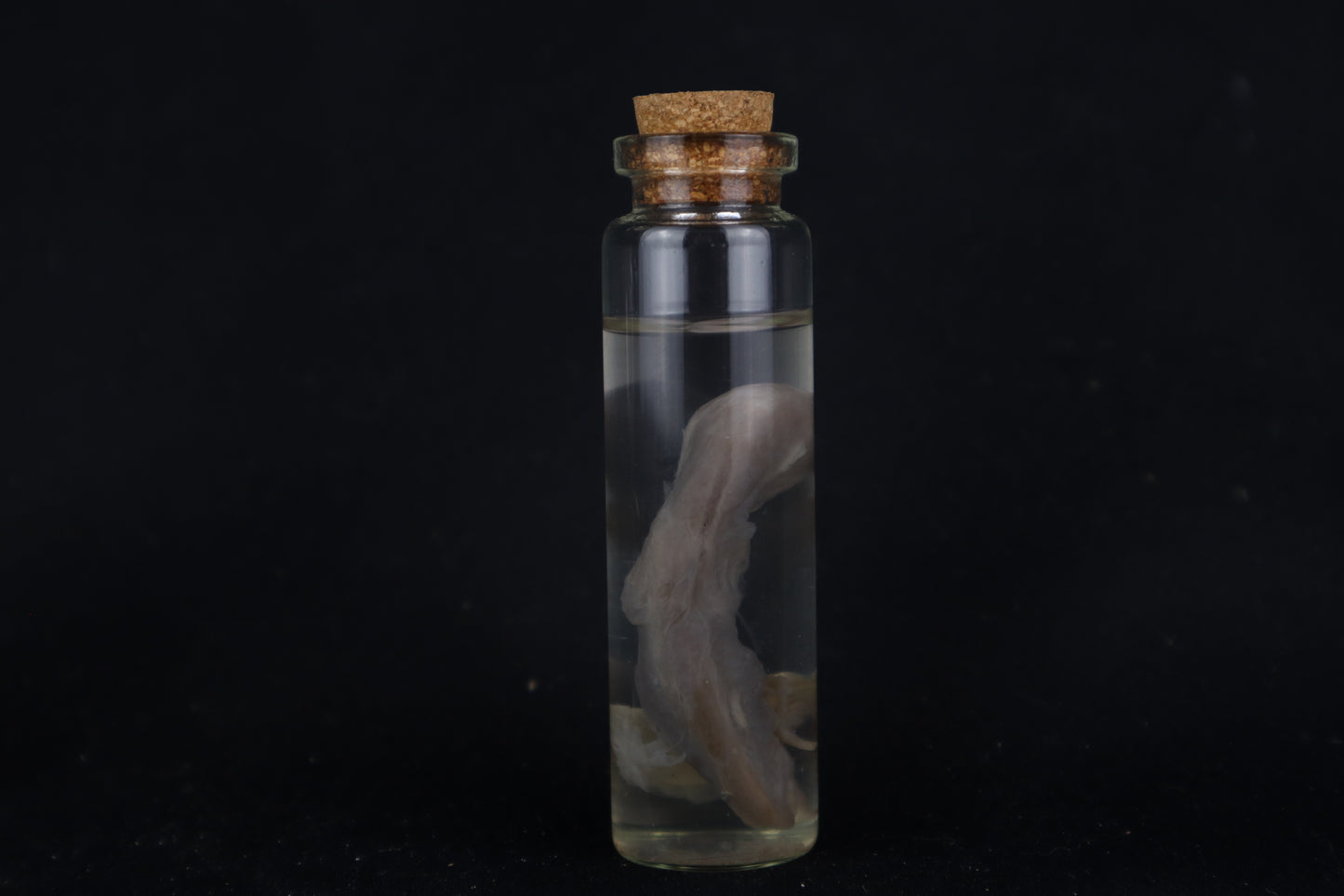 Fetal Bobcat Wet Specimen