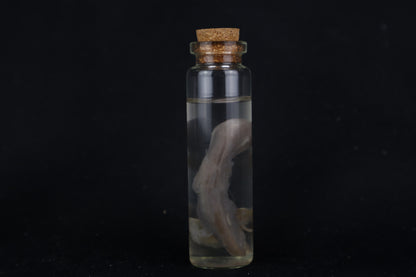 Fetal Bobcat Wet Specimen