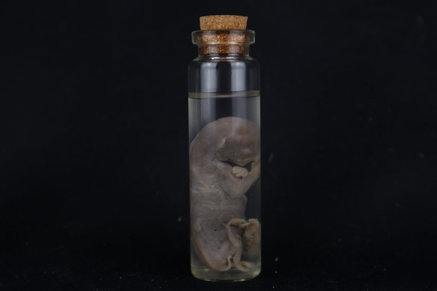 Fetal Bobcat Wet Specimen