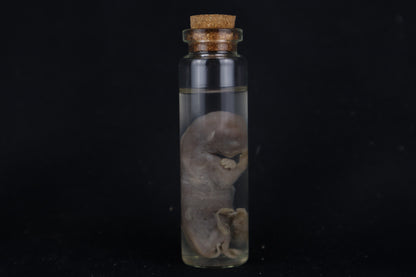 Fetal Bobcat Wet Specimen