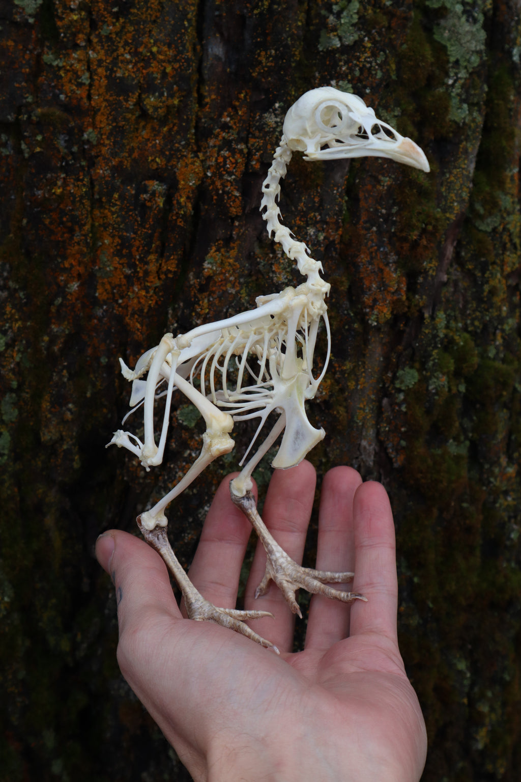Articulated Sub-Adult Chicken Skeleton with Sclerotic Rings