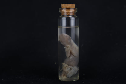 Fetal Bobcat Wet Specimen