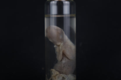 Fetal Bobcat Wet Specimen