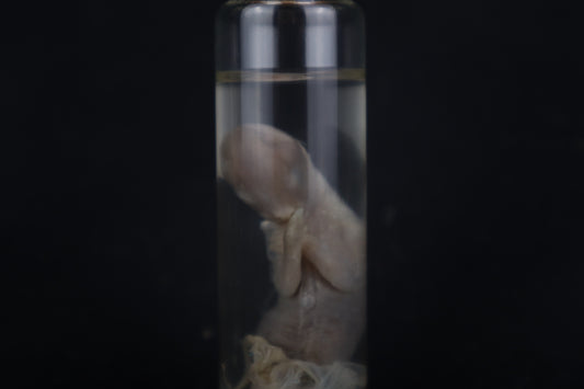 Fetal Bobcat Wet Specimen