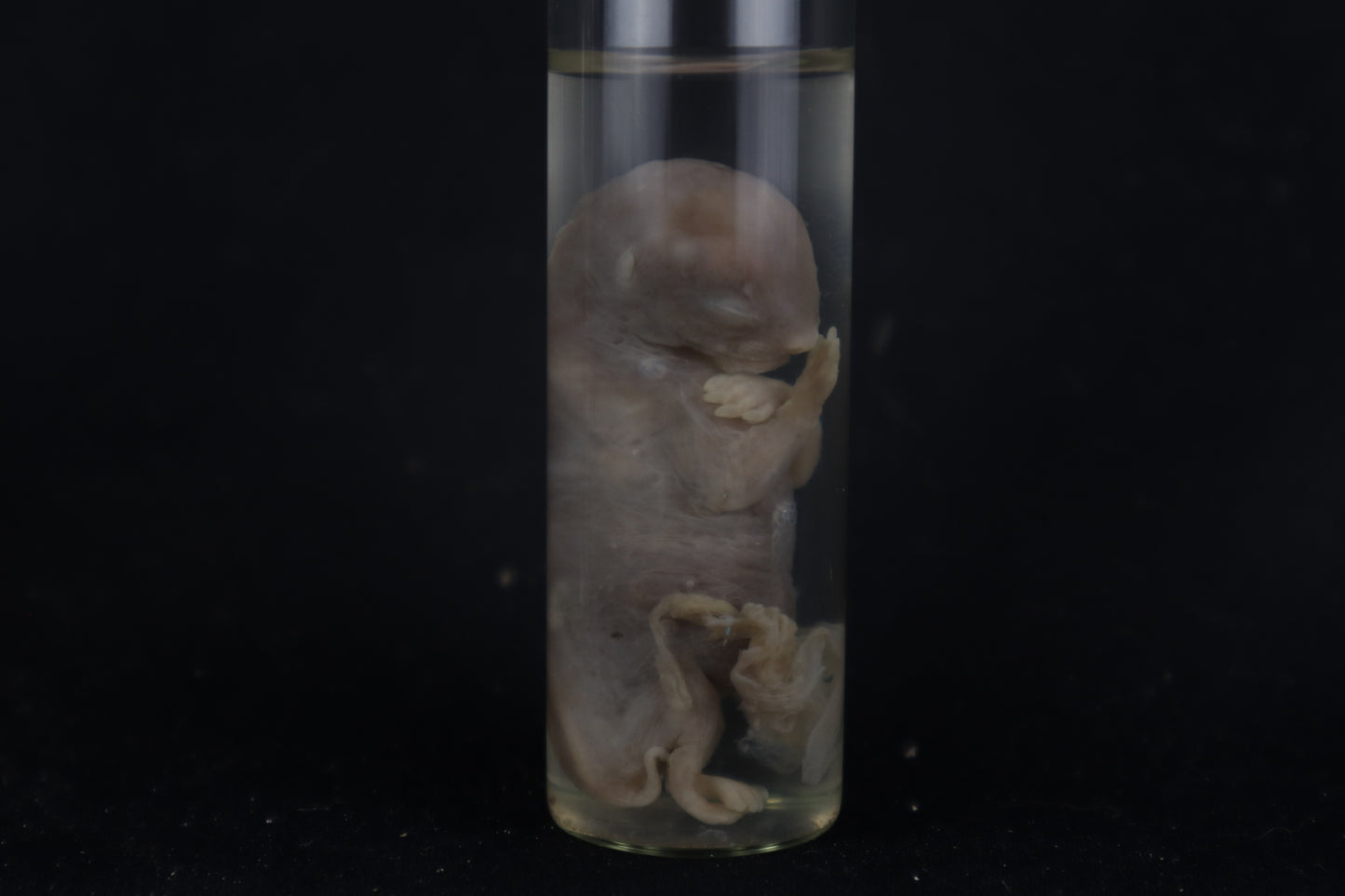 Fetal Bobcat Wet Specimen
