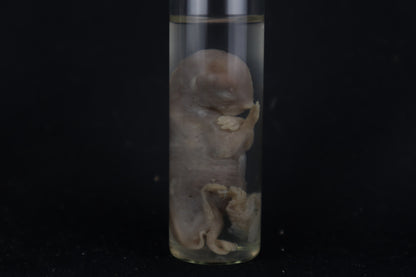 Fetal Bobcat Wet Specimen