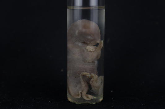 Fetal Bobcat Wet Specimen