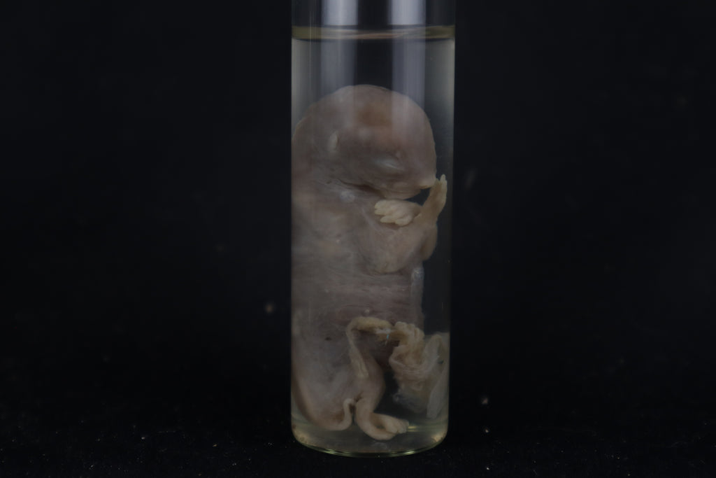 Fetal Bobcat Wet Specimen