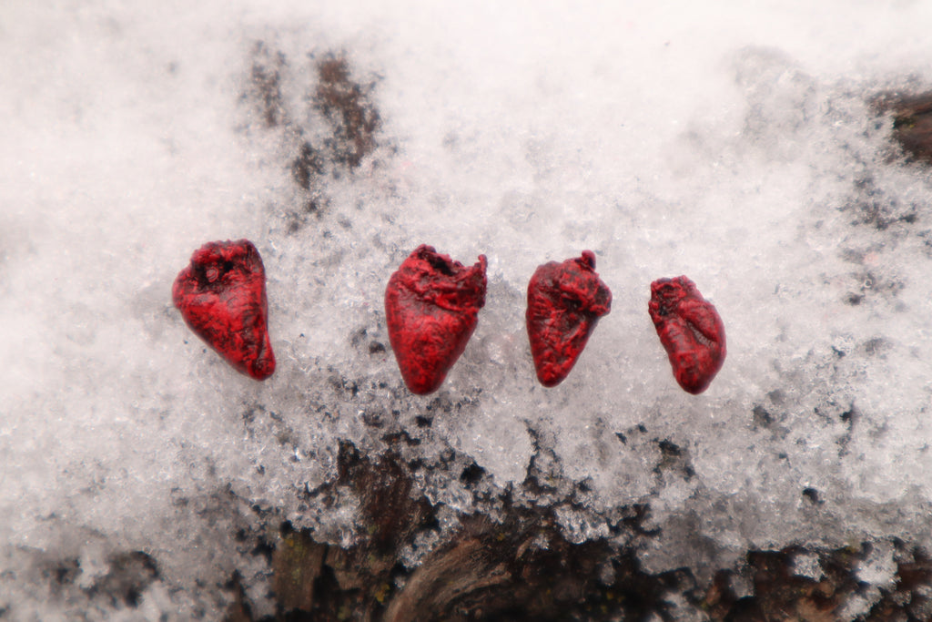 Dry Preserved Parakeet Heart