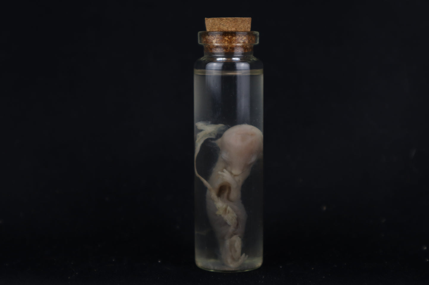Fetal Bobcat Wet Specimen