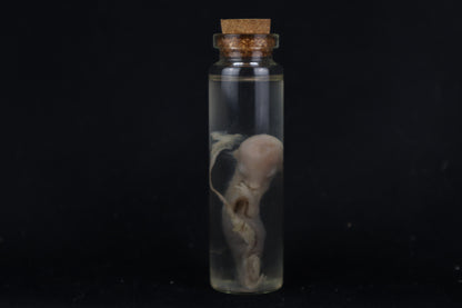 Fetal Bobcat Wet Specimen