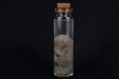 Fetal Bobcat Wet Specimen