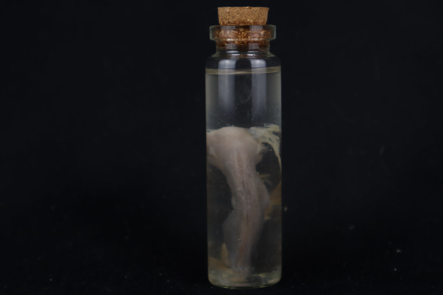 Fetal Bobcat Wet Specimen