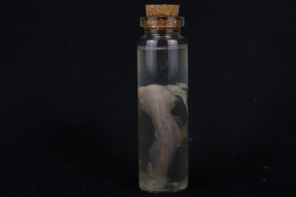 Fetal Bobcat Wet Specimen